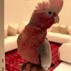 فرخ قالا هدد مفطوم ويقبل الغر