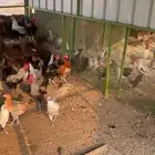 ينبع النخل