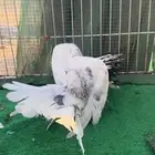 رقاص هولندي فناتيل
