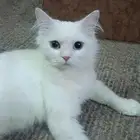 قطط