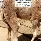 حواره لبانيه شراكه ارباع واثمان