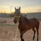 فرس شعبيه جميله منتجه