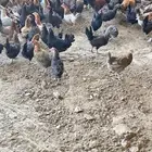 دجاج بلدي