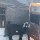 تيس وحفره تم البيع