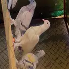 قلاب تركي