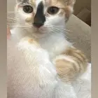 تبني قطط 3 شهور