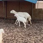 للبيع حريات2خلفات