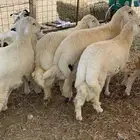 طليان حري وتيوس
