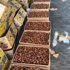 تمر بيشة