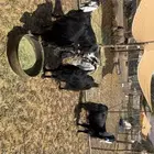 معزى دفيع فحص سونار