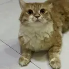 قطوة للتبني