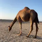 لقحه حمراء ملاقي تم البيع
