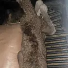 للبيع قعود ذيا مشروط