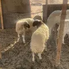 نعيمي   خروف ورخل