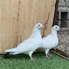 حمام باكستاني