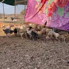 صوص دجاج العمر شهر صح شرط