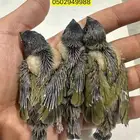 قولدن فنش