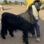 تيس عارضي