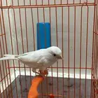 كناري للبيع