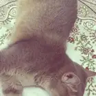 للبيع قط