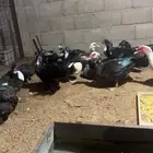 بط سوداني