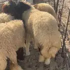 نعيم رخال فل ذبايح