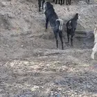 تيس هولندي صنف