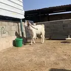عنز خصم
