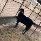 عند حايل شرط اصحه