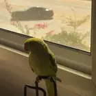 ببغاء الدرة عمر 3 أشهر في حاله صحيه جيدة جد ا