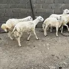 جذعان العدد 7.