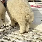ذبايح نعيمي طيبه سعارمقبوله وزينه
