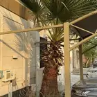 نخل امريكي