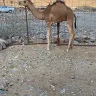 قعود للبيع