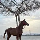 خيل شعبي كفو شوال