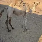ناقه متلي للبيع