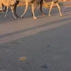 عشرا شقحا معها بكره