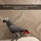 ببغاء كاسكو ضايع بالدمام حي النور