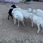 للبيع غنم صمع