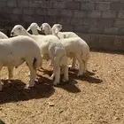طليان ذبائح حري