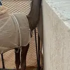 قعود اصفر طيب