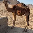 بكره مفروده حمرا