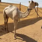 بكره حقه للبيع