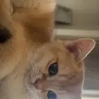 كيتن سكوتش ستريت