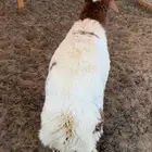 خروف ضحيه مقفل فل