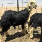 للبيع خروف نجدي