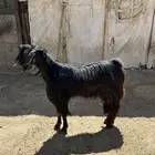 للبيع تيس فحل شرط