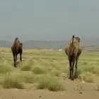 ابل ملاقي العدد2 شهرين وهي خلفات ان شاءالله الموقع دوقه