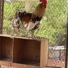 نخبة الماكنتوش