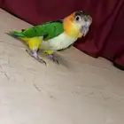 كايك وايت بيلي فرخ تم البيع